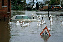 Car caught in River Severn flooding, Worcester, UK