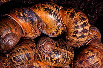 Garden snails {Helix aspersa} hibernating, England, UK