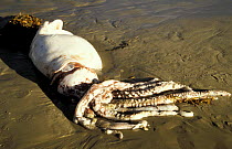 Dead Giant squid washed up on beach {Architeuthis sp} Tasmania, Australia