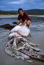 Nigel Marven with Giant squid washed up on beach {Architeuthis sp} Tasmania, Australia