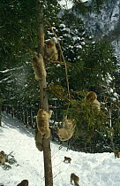 Japanese macaques {Macaca fuscata} juveniles playing in tree in snow, Honshu, Japan