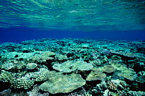 Coral reef table underwater landscape, Great Barrier Reef, Australia