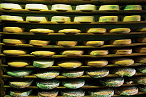 Cheeses stored at local cheese farm, Haut Jura, France