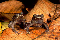 Crested toads on leaf litter {Bufo typhonius}, Amazon, Ecuador Captive