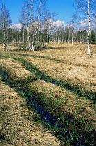 Vehicle tracks across peat bog, Bellefontaine, Haut Jura, France