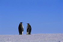 Two Emperor penguins on ice {Aptenodytes forsteri} Flutter EP rookery, Antarctica