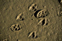 Weasel tracks showing hairs on feet {Mustela nivalis} Camargue, France