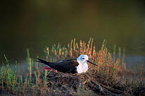 Black winged stilt {Himantopus himantopus} on nest, Camargue, France