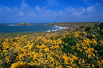 Coastal landscape with Gorse flowering, Isle de Houat, Brittany, France