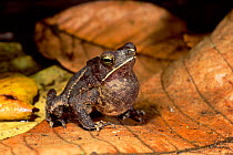 Crested toad showing vocal sac {Bufo typhonius} Amazon rainforest, Ecuador
