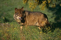 Iberian wolf {Canis lupus signatus} Spain