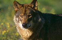 Iberian wolf {Canis lupus signatus} Spain