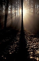 Sun rays through Spruce forest {Picea abies} Bavaria, Germany