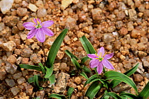 Desert lilies in flower in rainy season, Namib desert, Namibia