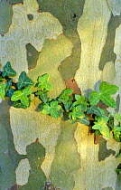 Ivy {Hedera helix} on bark of Plane tree {Platanus occidentalis} Majorca, Spain