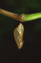Butterfly {Mechanitis sp} pupa or chrysalis, Amazon, Ecuador, South America