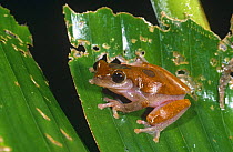 Tree frog on leaf {Hyla triangulum}, Amazon, Ecuador, South America