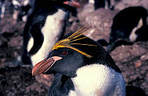 Macaroni penguin {Eudyptes chrysolophus} Signy Is, Antarctica
