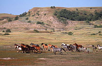 Mustangs crossing prairie {Equus caballus} Badlands NP, North Dakota, USA