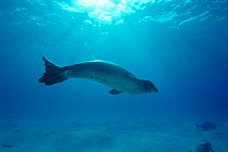 Hawaiian monk seal {Monachus schauinslandi} Midway Is, Pacific Ocean