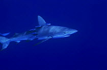 Galapagos shark {Carcharhinus galapagensis} with small fish swimming alongside, Midway Is, Pacific ocean