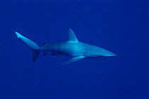 Galapagos shark {Carcharhinus galapagensis} off Midway Island, Pacific Ocean
