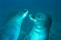 Hawaiian monk seals {Monachus schauinslandi} Midway Is, Pacific Ocean