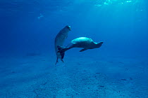 Hawaiin monk seals {Monachus schauinslandi} Midway Is, Pacific Ocean