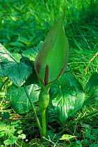 Wild arum / Cuckoo pint {Arum maculatum} Gloucestershire, UK