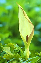 Wild arum / Cuckoo pint {Arum maculatum} flower, Scotland, UK