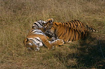 Bengal tiger {Panthera tigris tigris} Large juvenile cubs suckling from their mother 'Sita',  Bandhavgarh NP, India