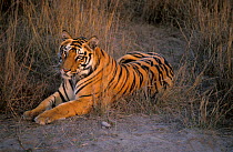 Bacchi's male cub at 20 - 22 months {Panthera tigris tigris} Bandhavgarh NP, MP, India