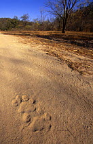 Pug marks of Bengal tiger {Panthera tigris tigris} Bandhavgarh NP, Madhya Pradesh, India