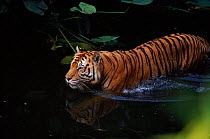 Sumatran tiger in water, native to SE Asia