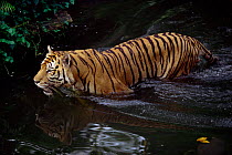 Sumatran tiger in water {Panthera tigris sumatrae}, captive, occurs SE Asia