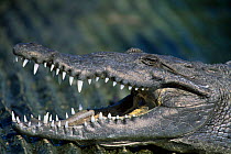 American crocodile with mouth open {Crocodylus acutus} Everglades NP, Florida, USA