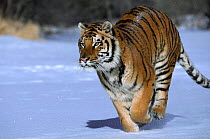 Siberian tiger walking in snow {Panthera tigris altaica}