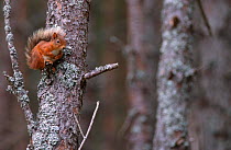 Red squirrel in pine forest {Sciurus vulgaris} Glenfeshie, Speyside, Scotland, UK