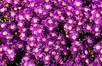 Royal carpet in flower {Drosanthemum hispidum} Namaqualand, South Africa