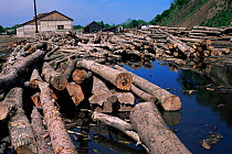 Felled Ash trees (protected trees) part of illegal logging, Primorsky region, Ussuriland, Russia