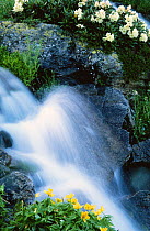 Waterfall with Rhododendron caucasicum, Caucasus mtns, Karachaevo Cherkessiya, Russian