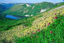 Stony tundra with paeony flowers, Kuznetskii Alatay mtns Altai, Siberia, Russia