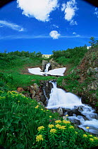 Waterfall with {Euphorbia sp} flowers, Kuznetskii Alatay mountains, Altai, Siberia, Russia