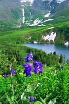 Sub-alpine meadow with {Aquilegia glandulosa} flowers, Kuznetskii Alatay, Altai, Russia