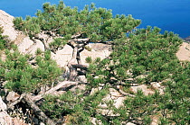 Crimea pine {Pinus pallasiana} E crimea, Ukraine, Russia