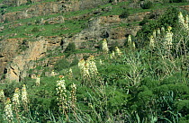 Eremurus in flower {Eremurus lactiflorus} Asky-Jabagly NR, Western Tien Shan Mountains, South Kazakstan, Russia