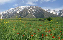 Red horned poppies {Roemeria refracta} below Western Tien Shan Mountains, South Kazakstan, Russia Asku-Jabagly Reserve, Siberia
