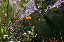 (Erigron cabulicus) flower in Western Tien Shan Mountains in South Kazakstan, Asku-Jabagly NR, Russia