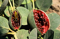Wasp feeding on fruit of {Capparis spinosa} Caucasus, East crimea, Ukraine, Russia