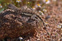 Zebra tailed lizard sunning {Callosaurus draconoides} Organ Pipe Cactus NM, Arizona, USA